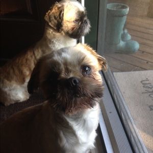 Meet your Posher, Nettie